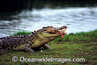 Estuarine Crocodile feeding on fowl Photo - Gary Bell