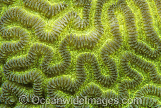 Brain Coral Leptoria phrygia photo Brain Coral Leptoria phrygia photo
