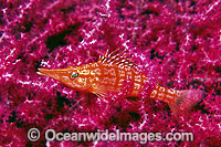 Hawkfish on Gorgonian Fan Coral Photo - Gary Bell