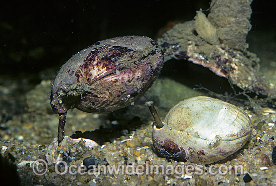 Brachiopod Magellania flavenscens photo Brachiopod Magellania flavenscens photo