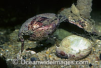 Brachiopod Magellania flavenscens Photo - Rudie Kuiter