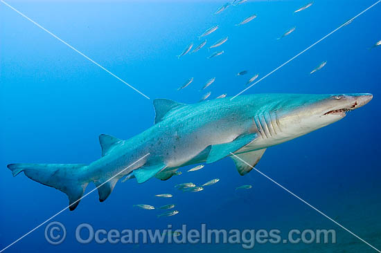 Sand Tiger Shark photo
