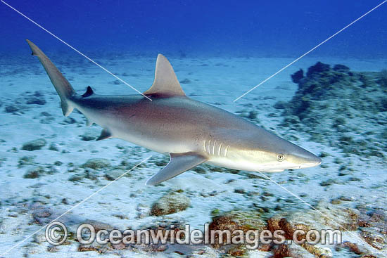 Blacknose Shark Carcharhinus acronotus photo Blacknose Shark Carcharhinus acronotus photo