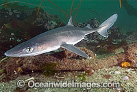 White-spotted Spurdog Squalus acanthias Photo - Andy Murch