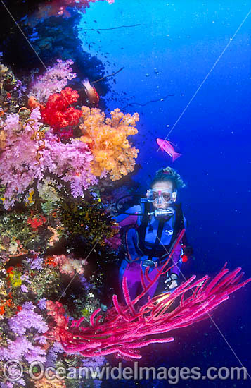 Scuba Diver on dropoff photo Scuba Diver on dropoff photo