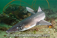 White-spotted Spurdog Squalus acanthias Photo - Andy Murch