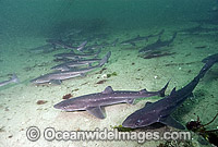 White-spotted Spurdog Photo - Andy Murch