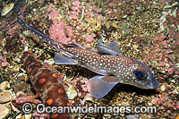 Chimaera Hydrolagus colliei Photo - Andy Murch