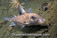 Spotted Ratfish Hydrolagus colliei Chimaera Photo - Andy Murch