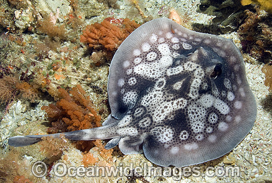 Spotted Stingaree Urolophus gigas photo Spotted Stingaree Urolophus gigas photo