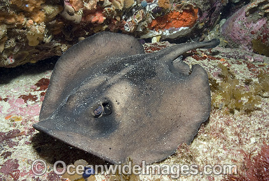 Striped Stingaree Trygonoptera ovalis photo Striped Stingaree Trygonoptera ovalis photo