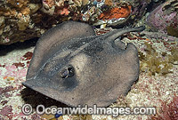 Striped Stingaree Trygonoptera ovalis Photo - Andy Murch