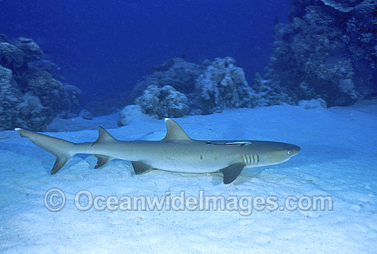 Whitetip Reef Shark resting on sandy bottom photo Whitetip Reef Shark resting on sandy bottom photo