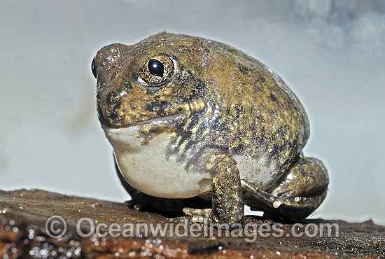 Trilling Frog Neobatrachus centralis photo Trilling Frog Neobatrachus centralis photo