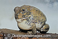 Trilling Frog Neobatrachus centralis Photo - Rudie Kuiter