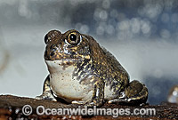 Trilling Frog Photo - Rudie Kuiter