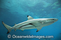 Blacktip Reef Shark Photo - Gary Bell