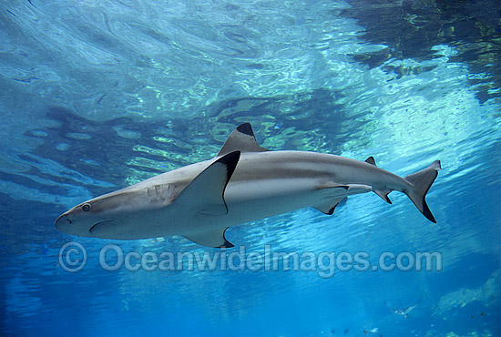 Blacktip Reef Shark Carcharhinus melanopterus photo Blacktip Reef Shark Carcharhinus melanopterus photo