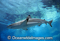 Blacktip Reef Shark Carcharhinus melanopterus Photo - Gary Bell