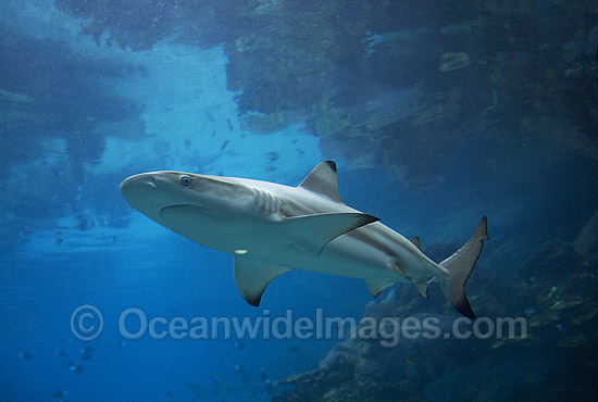 Blacktip Reef Shark photo Blacktip Reef Shark photo