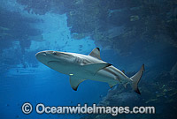 Blacktip Reef Shark Photo - Gary Bell