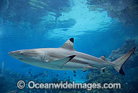 Blacktip Reef Shark Carcharhinus melanopterus Photo - Gary Bell