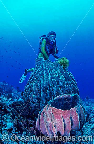 Scuba Diver with giant Barrel Sponges photo Scuba Diver with giant Barrel Sponges photo