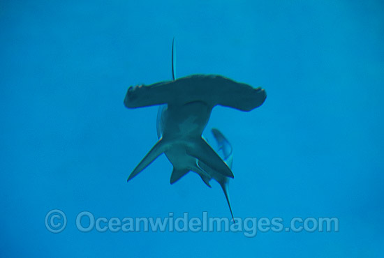 Scalloped Hammerhead Shark Sphyrna lewini photo Scalloped Hammerhead Shark Sphyrna lewini photo