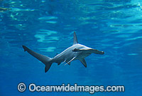 Scalloped Hammerhead Shark Sphyrna lewini Photo - Gary Bell