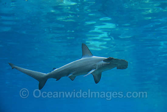 Scalloped Hammerhead Shark photo Scalloped Hammerhead Shark photo