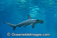 Scalloped Hammerhead Shark Photo - Gary Bell