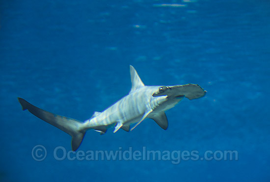 Scalloped Hammerhead Shark Sphyrna lewini photo Scalloped Hammerhead Shark Sphyrna lewini photo