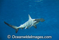 Scalloped Hammerhead Shark Sphyrna lewini Photo - Gary Bell