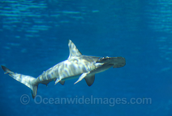 Scalloped Hammerhead Shark photo Scalloped Hammerhead Shark photo