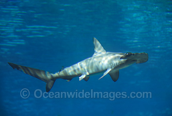 Scalloped Hammerhead Shark Sphyrna lewini photo Scalloped Hammerhead Shark Sphyrna lewini photo