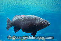 Queensland Groper Giant Grouper Photo - Gary Bell