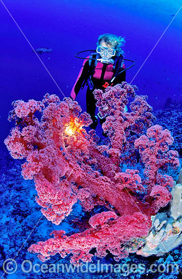 Scuba Diver with red Soft Coral photo Scuba Diver with red Soft Coral photo