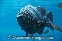 Queensland Groper Photo - Gary Bell
