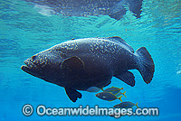 Queensland Groper Epinephelus lanceolatus Photo - Gary Bell