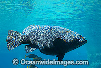 Queensland Groper Giant Grouper Photo - Gary Bell