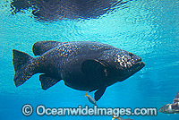 Queensland Groper Epinephelus lanceolatus Photo - Gary Bell