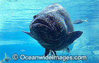 Queensland Groper Epinephelus lanceolatus Photo - Gary Bell