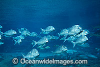 Snapper Pagrus auratus Photo - Gary Bell