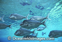 Snapper Pagrus auratus Photo - Gary Bell