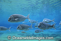 Snapper Pagrus auratus Photo - Gary Bell