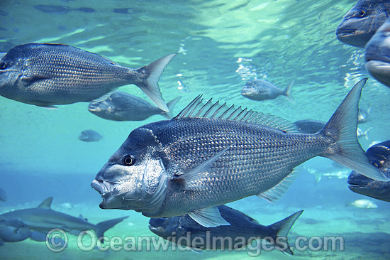 Snapper Pagrus auratus photo Snapper Pagrus auratus photo