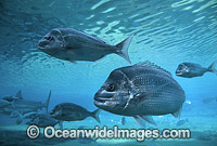 Snapper Pagrus auratus Photo - Gary Bell