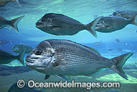 Snapper Pagrus auratus Photo - Gary Bell