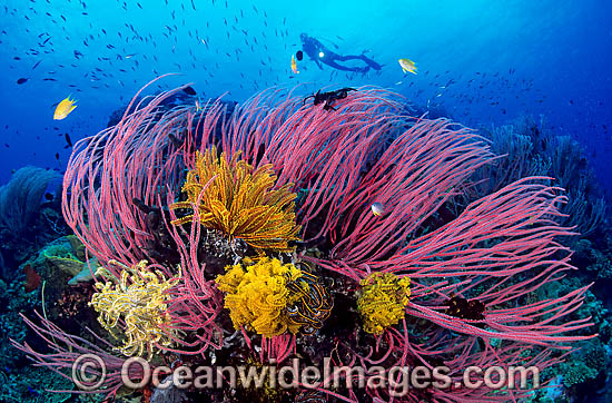 Scuba Diver with Whip Corals photo Scuba Diver with Whip Corals photo
