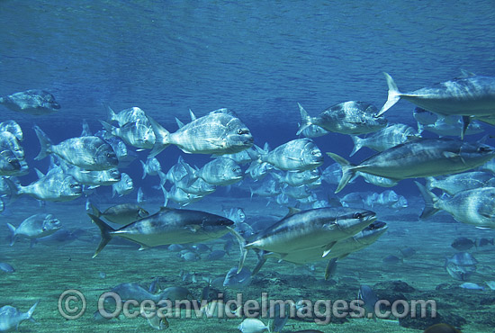 Yellow-tail Kingfish and schooling Snapper photo Yellow-tail Kingfish and schooling Snapper photo
